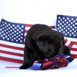 Beagle and Labrador Retriever Puppies from Jackpot Farms