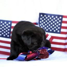Beagle and Labrador Retriever Puppies from Jackpot Farms