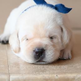 Cleo's Royal - Yellow male Labrador Retriever puppy in Pasco, Washington from ROCK CREEK LABRADORS Pasco, WA