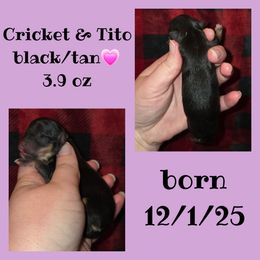 Girl 4 - Black and tan female Pomeranian puppy in Creswell, North Carolina from Grace's Poms🐾💕