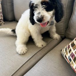 Boy 3 - Bernedoodle puppy in Modesto, California from Two Doods Doodles