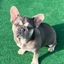 Dora - French Bulldog puppy in Tennessee from Prestigious K9
