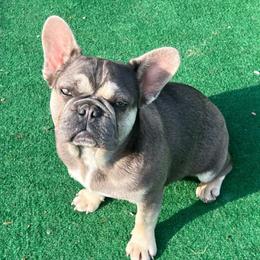Dora - French Bulldog puppy in Tennessee from Prestigious K9
