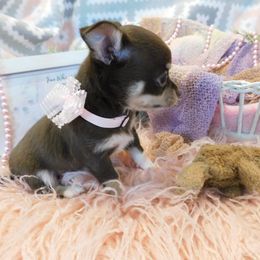 Chihuahua Puppies from Fine Whines & Lickers