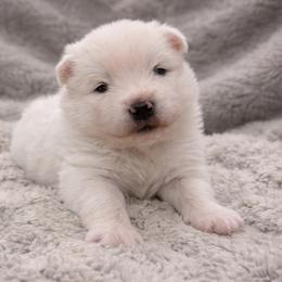 Samoyed Puppies from High Lonesome
