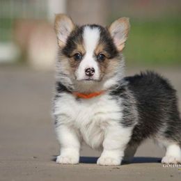 Pembroke Welsh Corgi Puppies from Golden Rose Corgis
