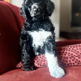 Poodle Puppies from Payette Poodles