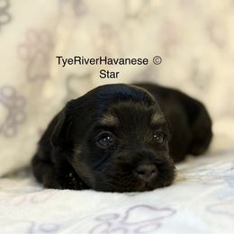 Star - Black and tan female Havanese puppy in Lovingston, Virginia from Tye River Havanese