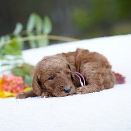 Pink collar - Red  female Goldendoodle puppy in Spokane, Washington from Doodle Love