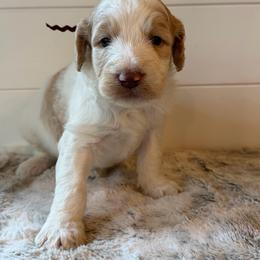 Brown Collar Boy - Yellow and white male Bernedoodle puppy in San Augustine, Texas from Vintage Doodles
