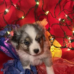 Blue boy - Blue merle male Toy Australian Shepherd puppy in Springfield, Missouri from Donnie's Miniature & Toy Australian Shepherds