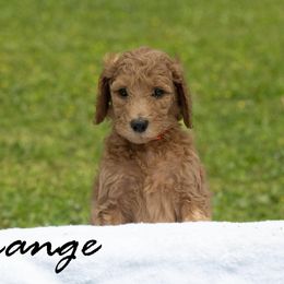 Girl 3 - Poodle puppy in Cleveland, Texas from Mayday Quality Poodles