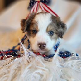Boy 1 - Merle male Cavapoo puppy in Junction, Utah from City Creek Cavapoos