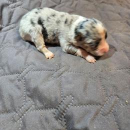 Chamomile - Blue merle female Australian Shepherd puppy in Abilene, Texas from S&K Aussies N' Rotties