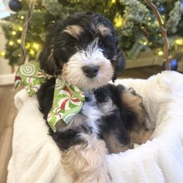 Winton - Tri-color male Bernedoodle puppy in Sparrows Point, Maryland from Rosie’s Puppies