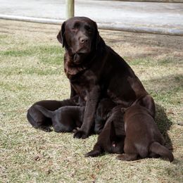 Labrador Retriever Puppies from Zumi's Labs