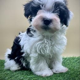 Montgomery - Black and white male Havanese puppy in Hendersonville, North Carolina from Kim's Cove Dog Co.