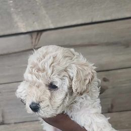 Poodle All Grown Up from Cox Poodles