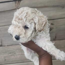 Poodle All Grown Up from Cox Poodles