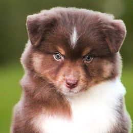 Brooks - Red tri-color male Miniature American Shepherd puppy in Palacios, Texas from Coastal’s Miniature American Shepherds