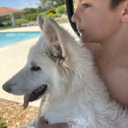 Berger Blanc Suisse and German Shepherd Puppies from Scenic Creek German Shepherds and White Swiss Shepherds