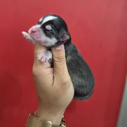 Lucky - Black and white male Pomsky puppy in Mc Callsburg, Iowa from SZ Rolling Acres LLC