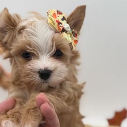 Gidget - Gold female Yorkshire Terrier puppy in Benton, Illinois from Furry Tailz Yorkies