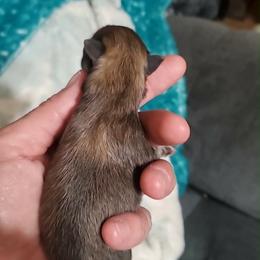 Girl 2 - Orange sable female Pomeranian puppy in Tulsa County, Oklahoma from CP Kennels