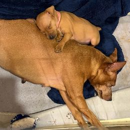Miniature Pinscher Puppies from RisingStar Miniature Pinschers