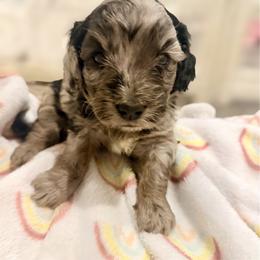 Colin dark green - Merle male Goldendoodle puppy in North Branch, Michigan from Graceful Miniature Goldendoodles