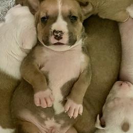 Goose -light blue collar - Blue fawn male American Staffordshire Terrier puppy in Monroe, Georgia from Irresistibull Staffords