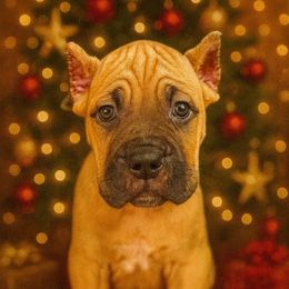 Hunter - Red male Cane Corso puppy in Russellville, Missouri from Soaring Royalty Canines LLC