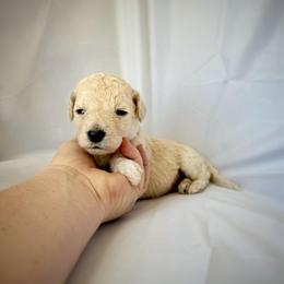 Dahlia - Cream female Labradoodle puppy in Kingman, Arizona from The Dood Ranch
