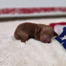 Frisco (AKC) - Red  male Poodle puppy in Rainbow City, Alabama from Spinks Poodles