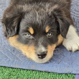 Australian Shepherd Puppies from RootsDeep Australian and Miniature American Shepherds