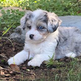 Poppy - Blue merle female Aussiedoodle puppy in Los Angeles, California from LA’s Favorite Puppies
