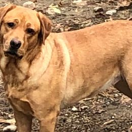 Labrador Retrievers from East Coast Labradors