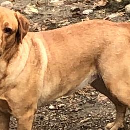 Labrador Retrievers from East Coast Labradors