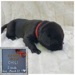 Chili - Red - Black Labrador Retriever puppy in Woodstock, Georgia from River Ridge Labrador Retrievers