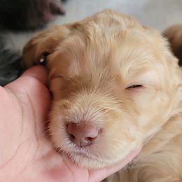 Girl 1 - Apricot Goldendoodle puppy in Orlando, Florida from Rae's Littles