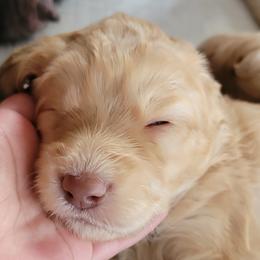 Girl 1 - Apricot Goldendoodle puppy in Orlando, Florida from Rae's Littles