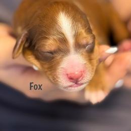 Fox - Sable male Bernedoodle puppy in Cortez, Colorado from Sassy Pants Pups