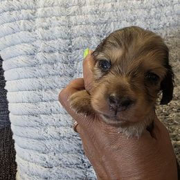 Coco Puff - Shaded Cream Dapple - 2400 - Dapple male Dachshund puppy in Pueblo, Colorado from HotDachs