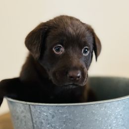 Dilute Retriever and Labrador Retriever Puppies from CKB Labradors