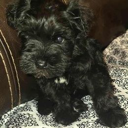 Abbey - Black female Miniature Schnauzer puppy in Graham, Washington from Kristy's French Bulldogs & Mini Schnauzers