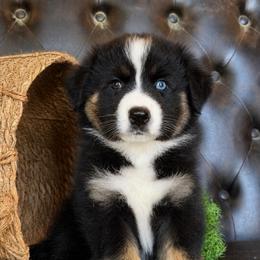 Tank- Has Tail and Videos - Black tri-color male Australian Shepherd puppy in Troy, South Carolina from Lana Corley- Australian Shepherds of 3/W Farms