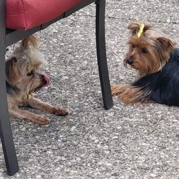 Yorkshire Terriers from Super Sweet Yorkies
