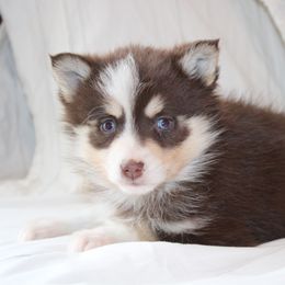 Emma 2000 RARE CHOC - Chocolate female Pomsky puppy in Apple Creek, Ohio from Kathryn Troyer