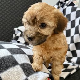 Little golden, tan, black muzzled little girl. Will be a looker when grown. - Cream female Yorkipoo puppy in Walla Walla, Washington from Linda Sherman
