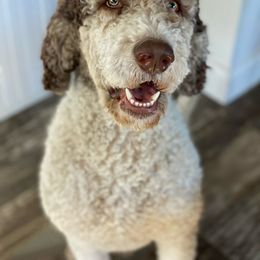 Aussiedoodle Puppies from Gore Doodle Ranch